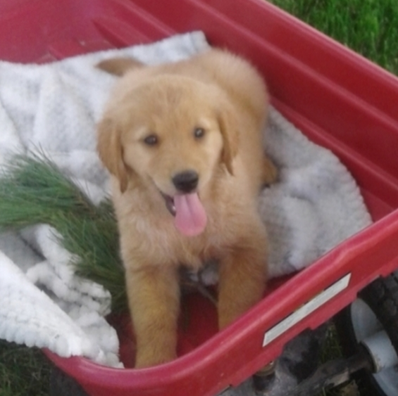 comprar cachorros sanos, baratos y asequibles para la venta